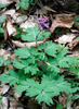 Corydalis cava