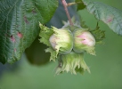 Corylus avellana