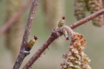 Corylus avellana