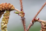 Corylus avellana