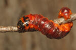 Cossus cossus