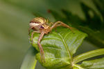 Crab Spider