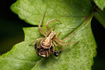 Crab Spider