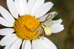 Crab Spider