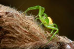 Crab Spider