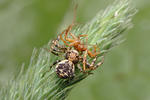 Crab Spider