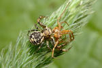 Crab Spider