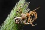 Crab Spider