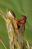 Crab Spider