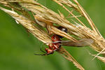 Crab Spider