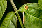 Crab Spider