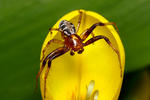 Crab Spider