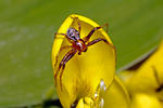 Crab Spider