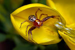 Crab Spider