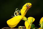 Crab Spider