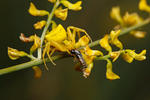 Crab Spider