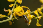 Crab Spider