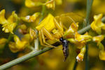 Crab Spider