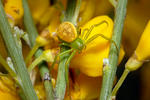 Crab Spider