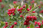 Crataegus monogyna