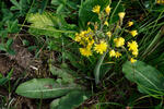 Crepis praemorsa
