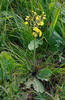 Crepis praemorsa