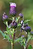 Crepping Thistle