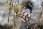 Criquet à ailes bleues