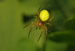 Cucumber Green Spider