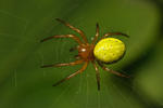 Cucumber Green Spider