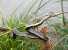 Culebra de collar