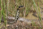 Culebra de collar