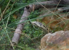 Culebra lisa europea