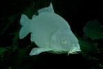 Cyprinus carpio