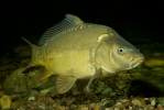 Cyprinus carpio