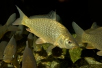 Cyprinus carpio