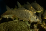 Cyprinus carpio