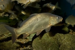 Cyprinus carpio