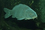 Cyprinus carpio