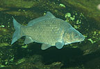 Cyprinus carpio