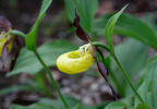 Cypripedium calceolus