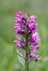 Dactylorhiza de mayo