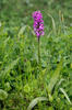 Dactylorhiza de mayo