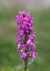 Dactylorhiza de mayo