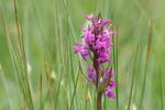 Dactylorhiza de mayo