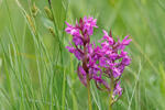 Dactylorhiza de mayo