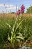 Dactylorhiza de mayo