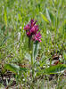 Dactylorhiza sambucina