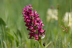 Dactylorhiza sambucina