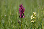 Dactylorhiza sambucina